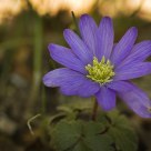 Blanda Anemone
